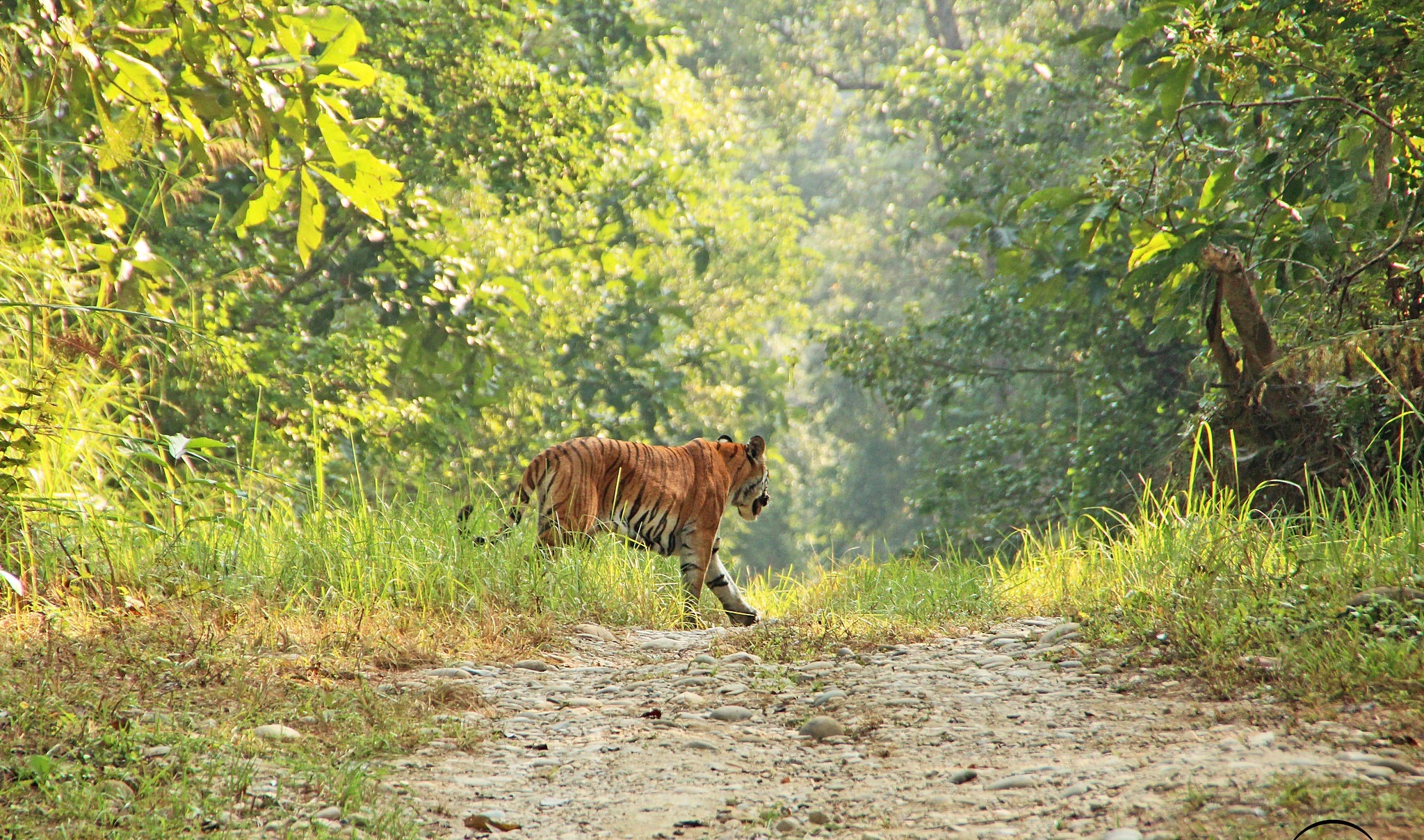 safari in chitwan